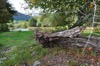 Old log